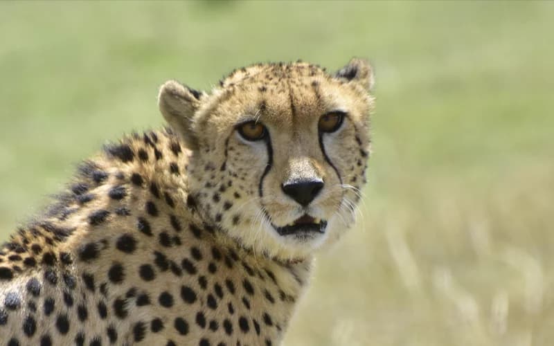 Safari wildlife experience